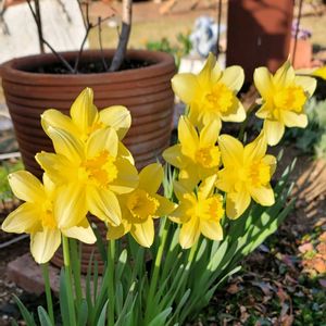 地植え,かわいいな♡,ありがとう♡,お花好き,すてき…♡の画像