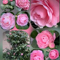 スカビオサ,ダリア,チューリップ,ツバキ,ベロニカの画像