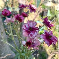 オダマキ,ラナンキュラス,ラナンキュラス　ラックス,西洋オダマキ　クレメンタイン,花のある暮らしの画像