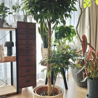 ベンジャミン,リビング・ダイニングの画像