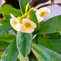 ハナキリン,ハナキリン,ハナキリン,ピンクのアセビ♡,京都  （紅花アセビ）の画像