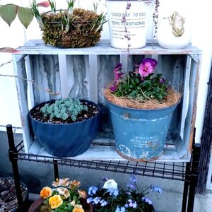 クロッカス,ミオソティス ミオマルク,多肉植物,木箱,ビオラ・パンジーの画像