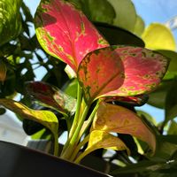 アグラオネマ,観葉植物,インテリアグリーン,ダイソー観葉植物,観葉植物のある暮らしの画像