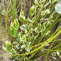 ツルニチニチソウ,ラナンキュラス,アジサイ・ダンスパーティ,西洋オダマキ,ラグランジア シャンデリー二の画像