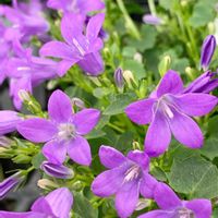 ベルフラワー,紫の花,ありがとう♡,繋がりに感謝✨,大切な人に…の画像