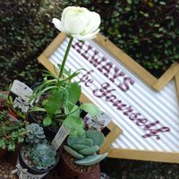 イオノプシジウム,クローバー,ナデシコ,ラナンキュラス,レースフラワーの画像