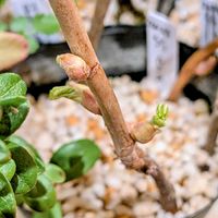 カシス,玄関内側の画像