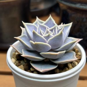 エケベリア,ハオルチア,室内LED管理,多肉植物,多肉地植えの画像