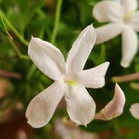 ジャスミンの画像