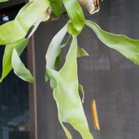 シクラメン,シラン,コウモリラン,ビカクシダ,ヤナギの画像