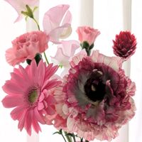 カーネーション,ガーベラ,スイートピー,スイートピー,センニチコウの画像