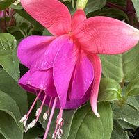 フクシア,花壇,新しい仲間,華やか,つぼみがたくさんの画像