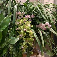 シンビジウム,シンビジューム,観葉植物,洋ラン,熱帯植物の画像