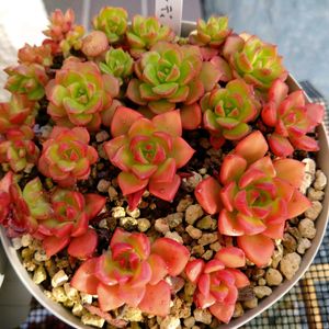 オーロラ,レティジア,黒爪ザラゴーサ,ぽいぽい畑,ラブリーハート。の画像