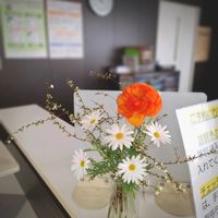 アセビ,カーネーション,ガーベラ,ノースポール,マーガレットの画像