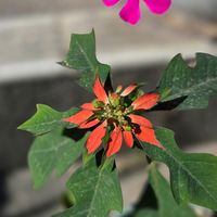 ショウジョウソウの画像