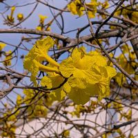 コガネノウゼン(イペー),お花,沖縄,可愛い♡,癒し♡の画像
