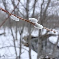 トルコキキョウ,ネコヤナギ,かすみ草,猫柳,丹頂の画像