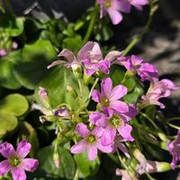 ムラサキカタバミの画像