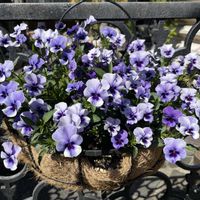 スイートアリッサム ,パステル,オンファロデス,オンファロデス,タイム 'ロンギカウリス'の画像