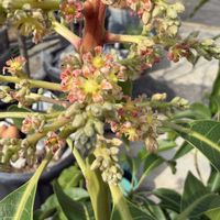 マンゴー,アップルマンゴー,小さな幸せ♡,家庭菜園,庭の画像