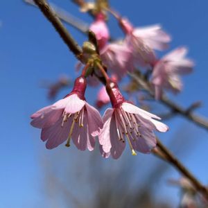 コヒガンザクラ,植栽,桜前線,春の訪れ♡︎ʾʾの画像