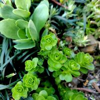 キリンソウ,りゅうのひげ,弁慶草の画像