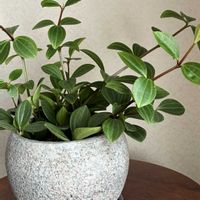ペペロミア,ペペロミア フォレット,観葉植物の画像