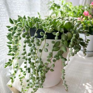 ピーチネックレス,アーモンドネックレス,ドルフィンネックレス,多肉植物,剪定の画像