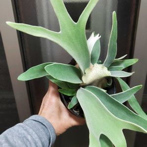 コウモリラン,ビカクシダ,コウモリラン・ビカクシダ,ビカクシダ・ビーチー,観葉植物の画像