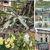 クリスマスローズ,スイセン,マーガレット,ミツマタ,ムスカリの画像