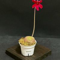 ムシトリスミレ,Pinguicula laueana,pinguicula laueana  CP2,ピンギキュラ　ラウエアナ　 CP2,食虫植物の画像