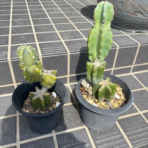 柱サボテン[ブランチ],柱サボテン[ブランチ],男前,柱サボテン ブランチの画像