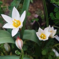 シラー,チューリップ,シラー シベリカ,原種系チューリップ クレティカ ヒルデ,原種系チューリップ フミリス テタテタの画像