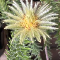 スズラン,ビバーナム ティヌス,フィリカ フェザーヘッド,ライスフラワー カシスピンクの画像