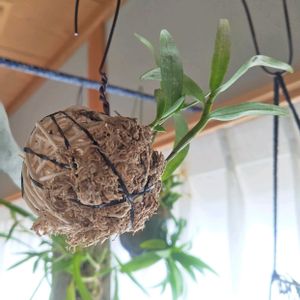 サボテン,デンドロビウム,ミニカトレア,デンドロビウム　エンジェルベイビー‘グリーン愛’,植え替えの画像