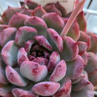 チェリーブロッサム,多肉植物,多肉植物の紅葉,ベランダ多肉の画像