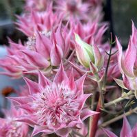 セルリア,春が待ち遠しい,沼ノ上農園の画像