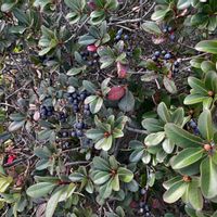 シャリンバイの画像