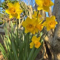 ヒヤシンス,ローダンセマム・カップケーキ,トサミズキ（土佐水木）,ラッパスイセン（喇叭水仙）,ラッパスイセン（喇叭水仙）の画像