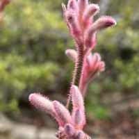 カンガルーポー,アニゴザントス,カンガルーポー(アニゴザントス),難しい,オージー・プランツの画像