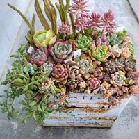 プレリンゼ,カメレオン錦,センセプルプ,アトランティス,ムスコーサの画像