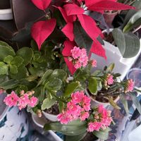カランコエ,ポインセチア,チーム岐阜,真っ赤な火曜日,❄️冬にまけるな❄️の画像