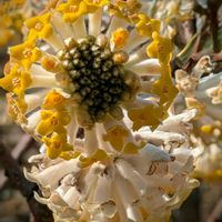 ミツマタ,ハルジオン,コロニラ,ウエストリンギア（オーストラリアンローズマリー）,野鳥（オナガ）の画像