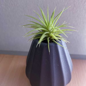 チランジア,エアプランツ,一輪挿し,iPhone撮影,asingleflowervaseの画像