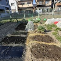 ニラ,ホトケノザ,菜の花,玉ねぎ,九条ネギの画像