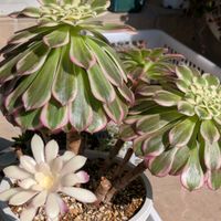 アエオニウム天合,多肉植物,葉挿し,多肉寄せ植え,実生苗の画像