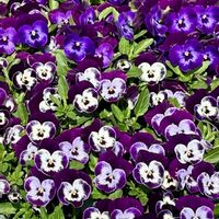 ツルニチニチソウ,ビオラ,ビオラ,馬酔木(アセビ）,アセビ（馬酔木）の画像