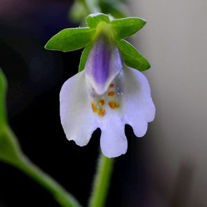 トキワハゼ,雑草,マクロ撮影,草本,在来種の画像