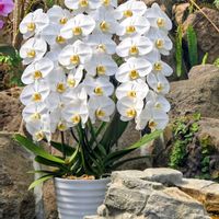 カトレア,サギソウ,デージー,胡蝶蘭,オステオスぺルマムの画像